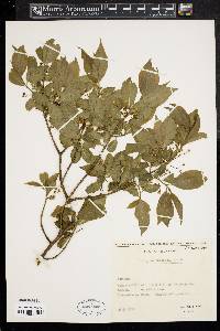 Euonymus europaeus image