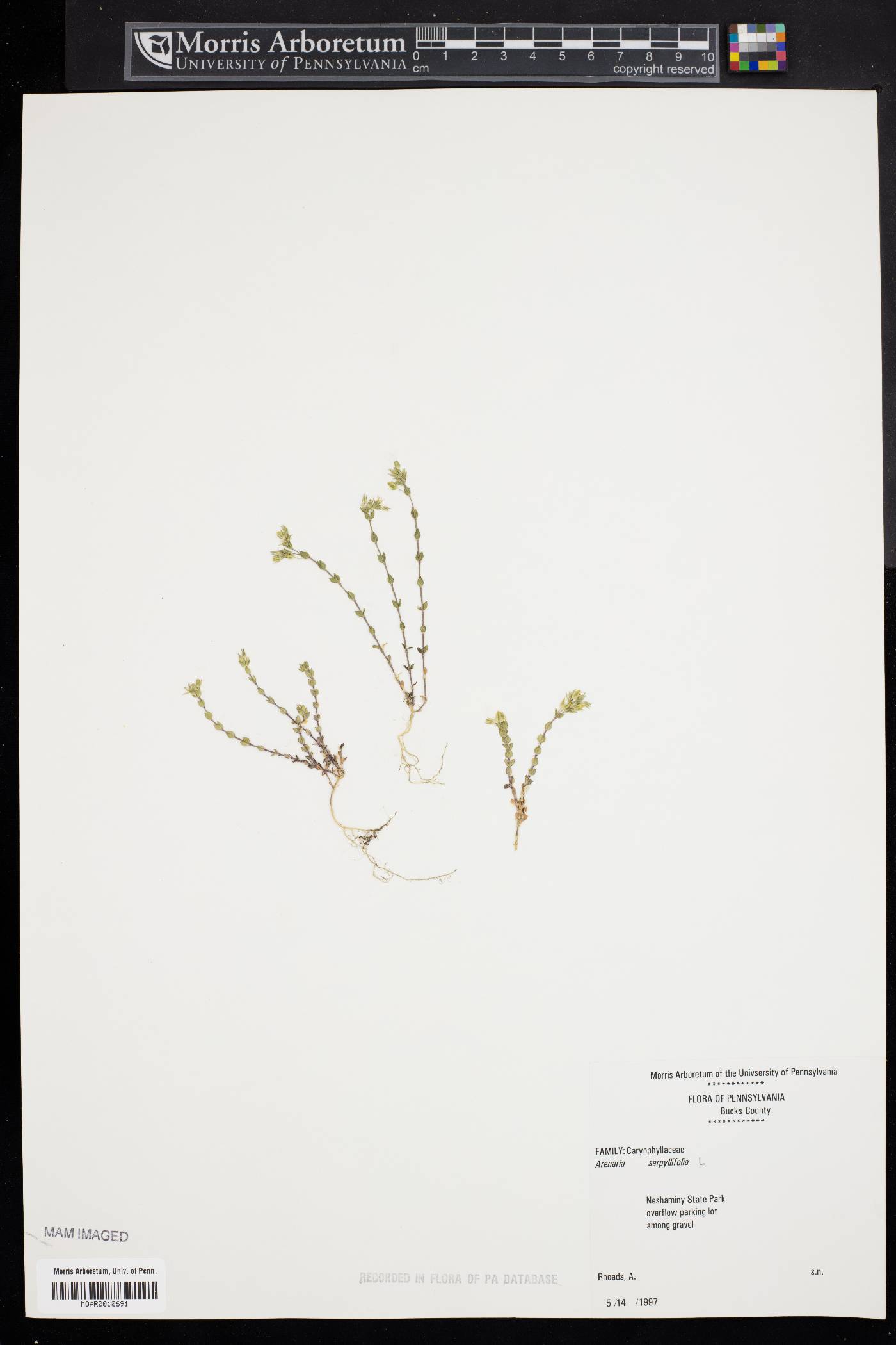 Arenaria serpyllifolia subsp. serpyllifolia image