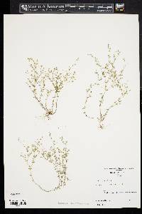 Arenaria serpyllifolia subsp. serpyllifolia image