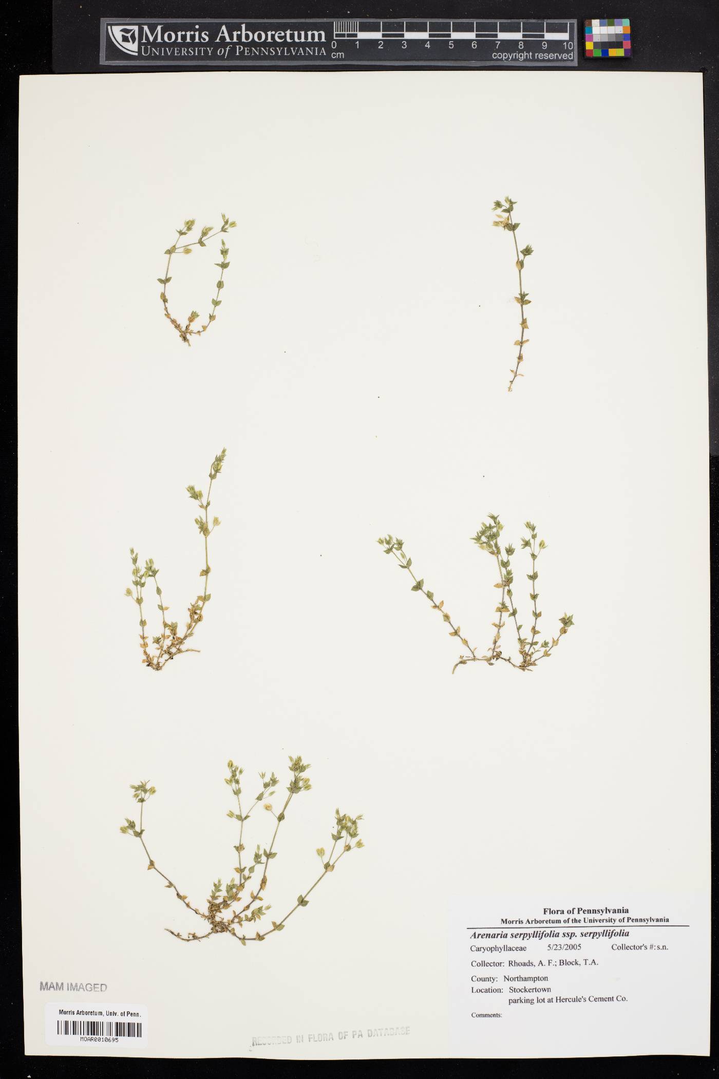 Arenaria serpyllifolia subsp. serpyllifolia image