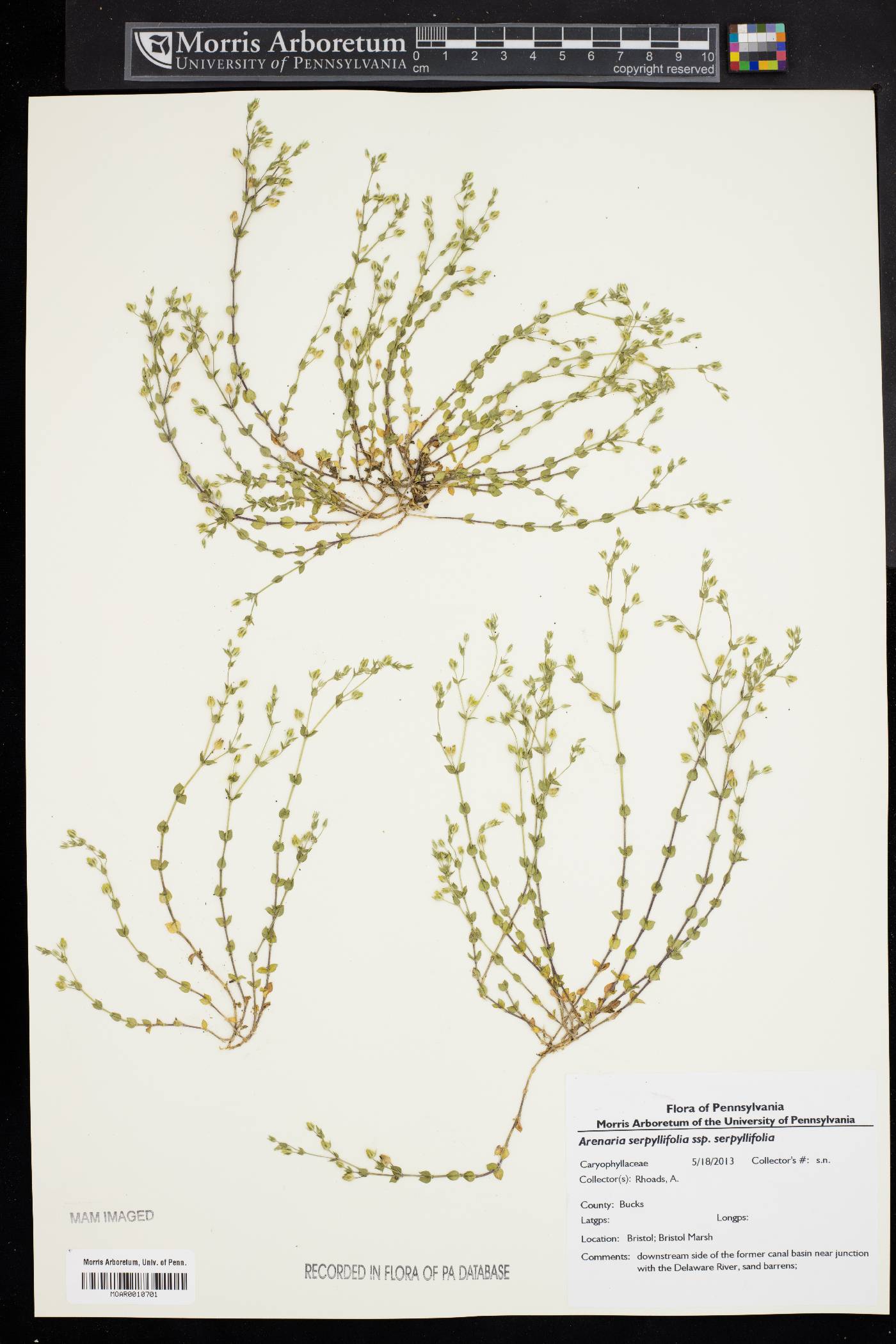Arenaria serpyllifolia subsp. serpyllifolia image