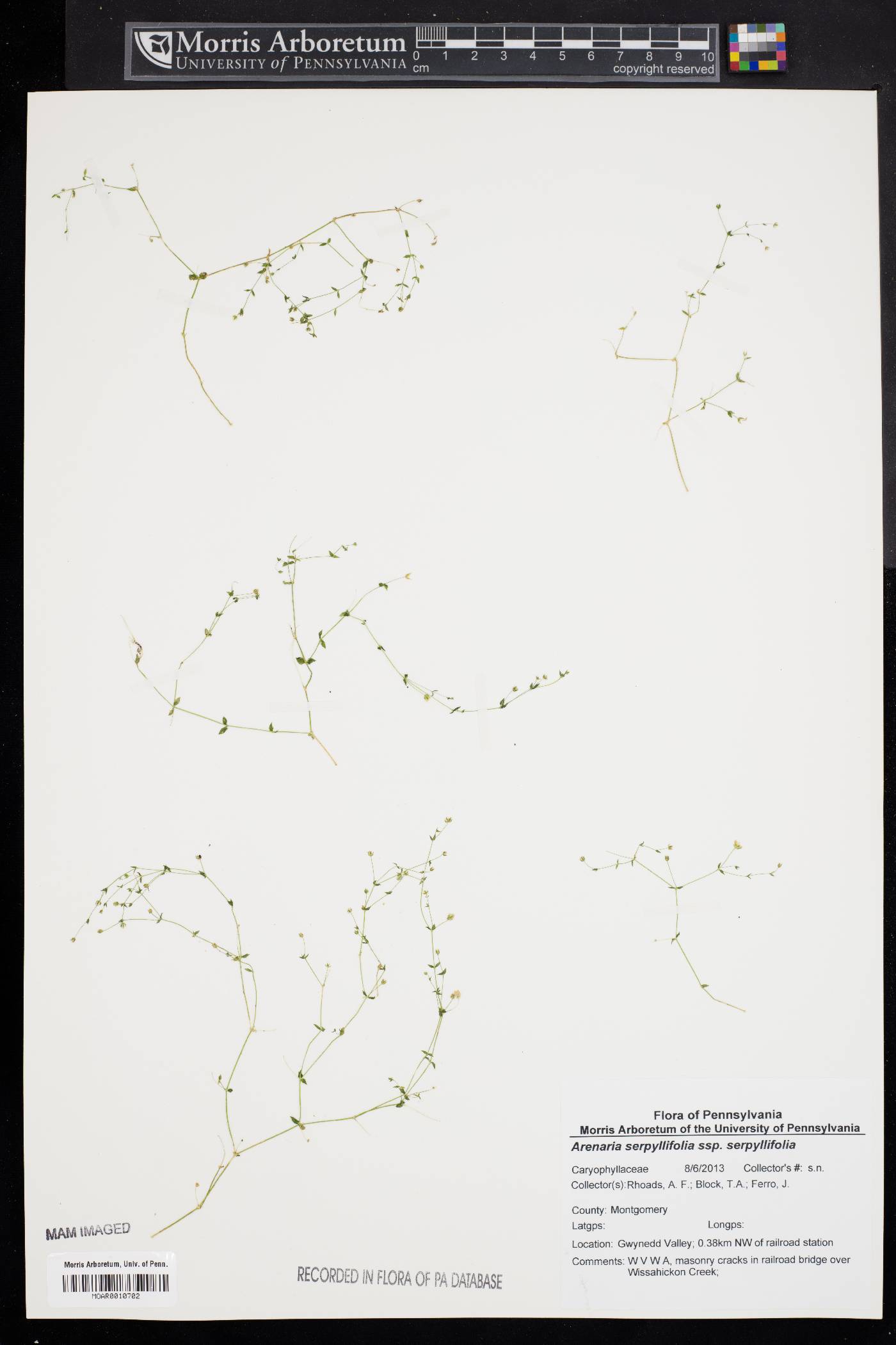 Arenaria serpyllifolia subsp. serpyllifolia image