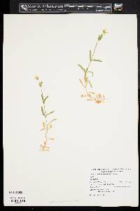 Cerastium arvense image