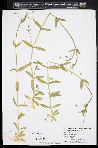 Cerastium arvense subsp. arvense image