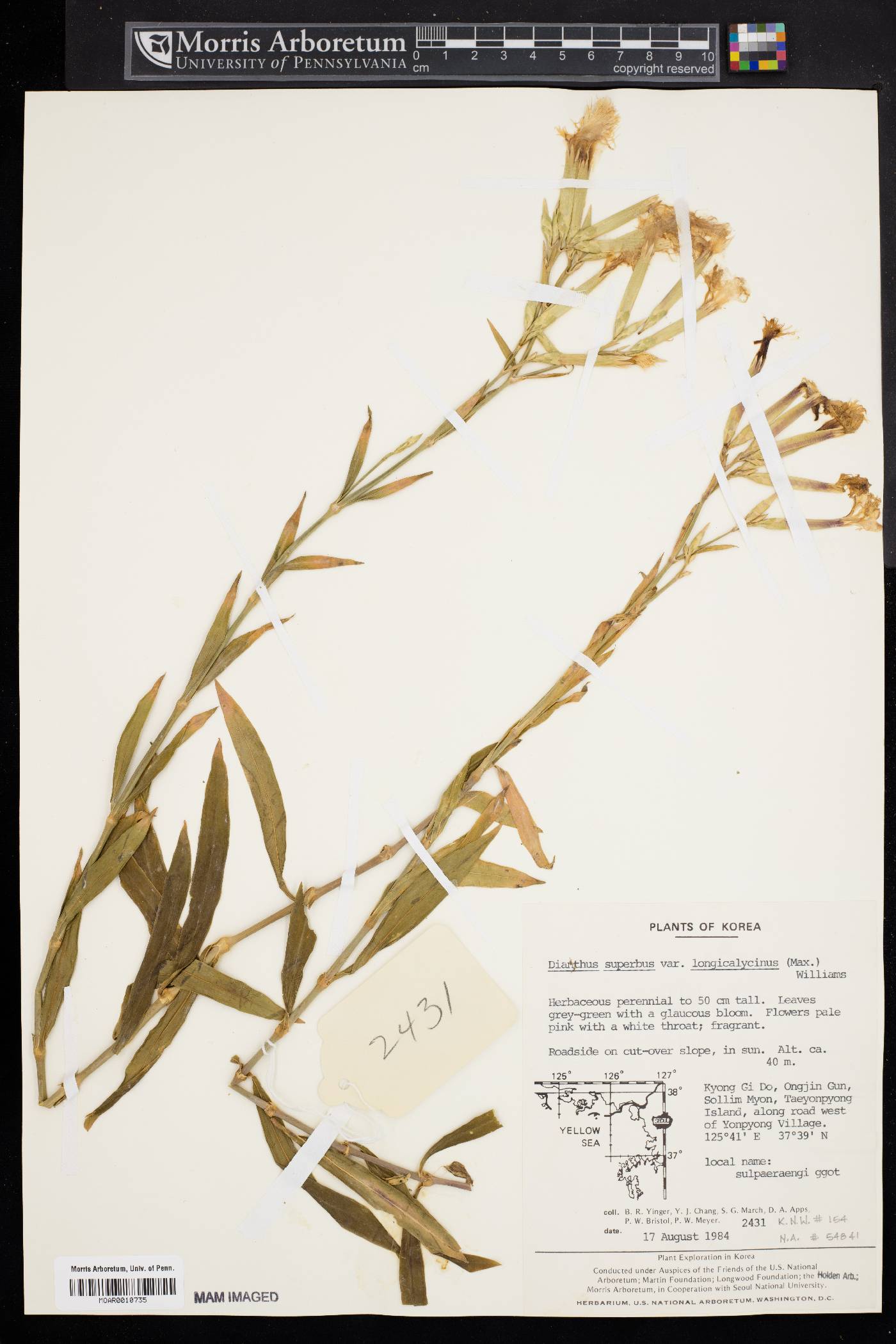 Dianthus superbus var. longicalycinus image