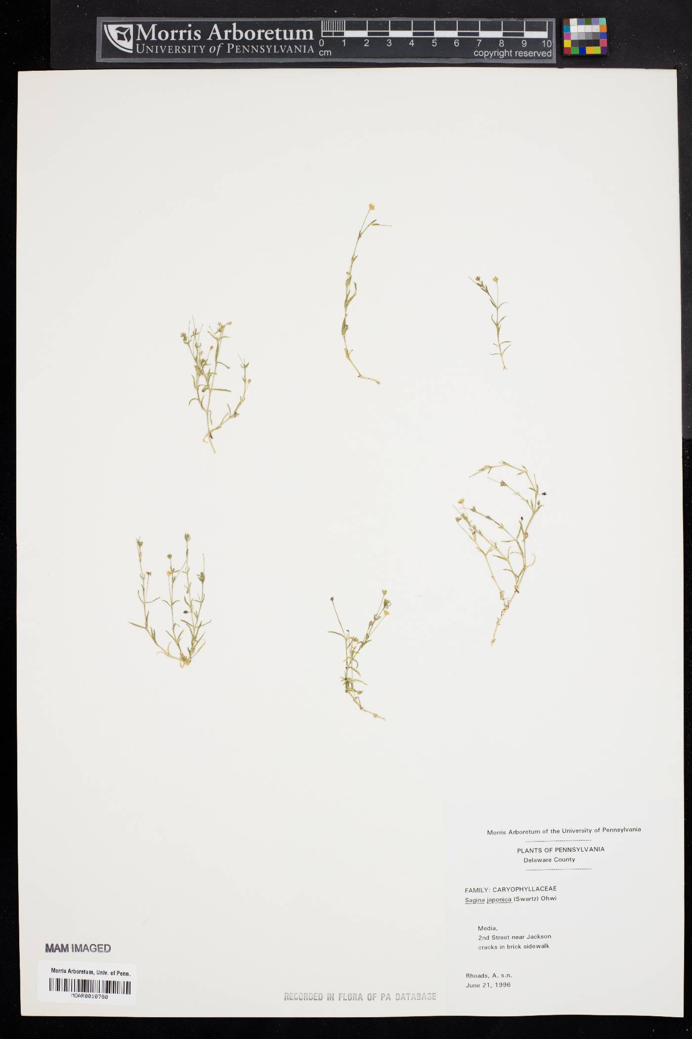 Sagina japonica image