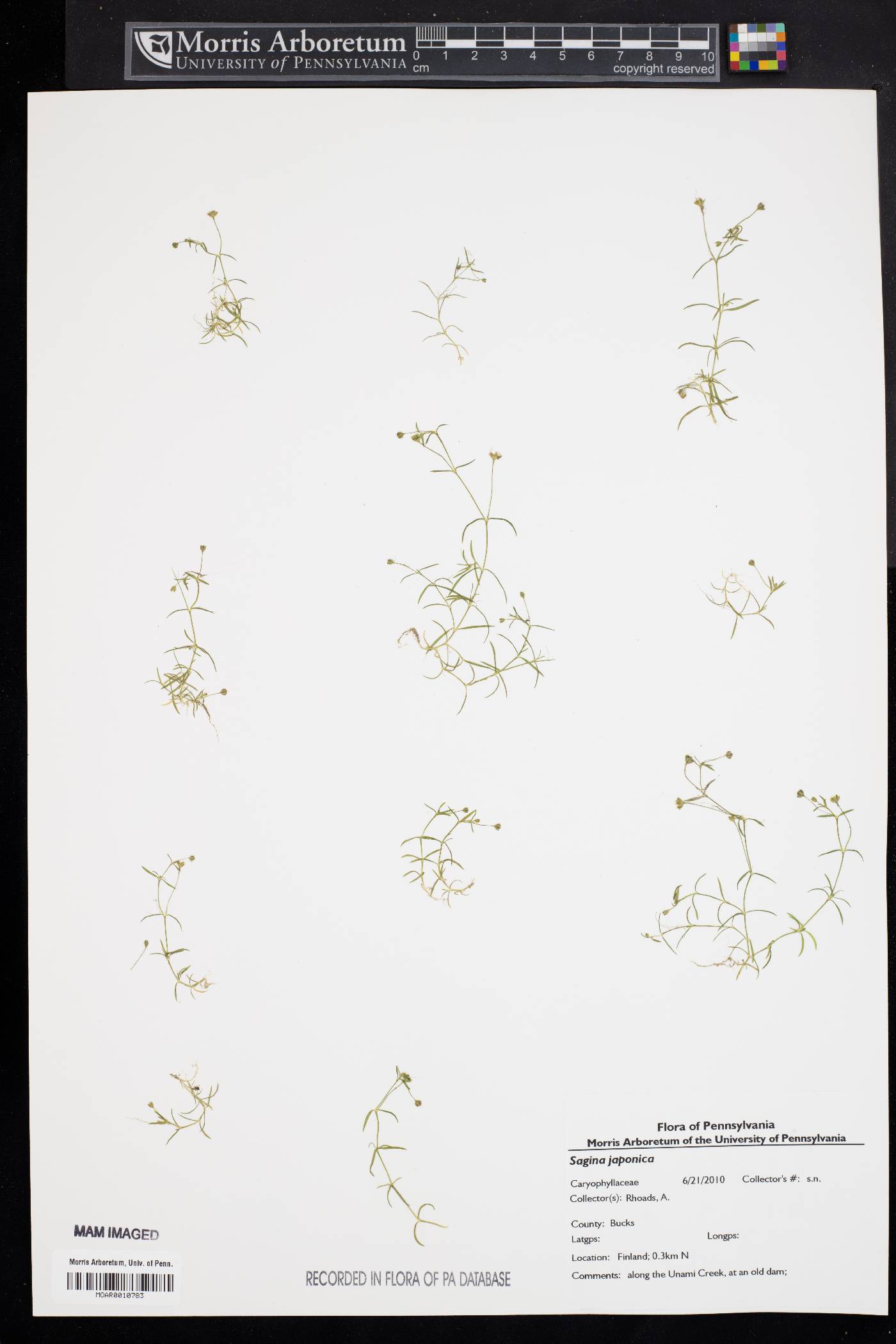 Sagina japonica image