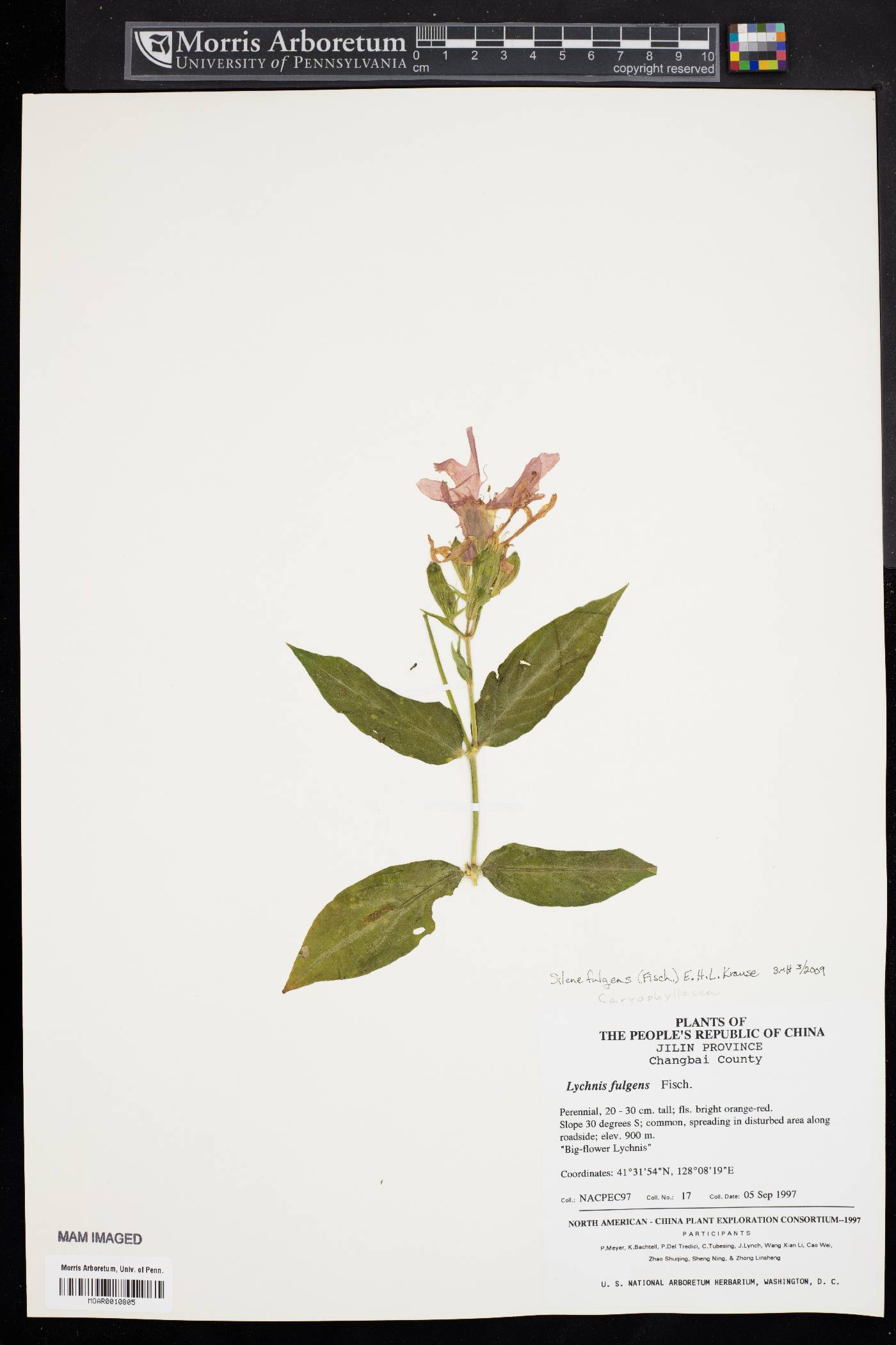 Silene fulgens image