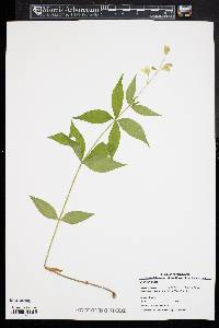 Silene stellata image