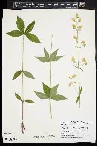 Silene stellata image