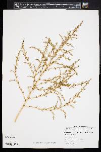 Amaranthus albus image