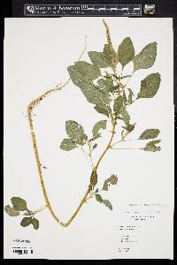 Amaranthus spinosus image