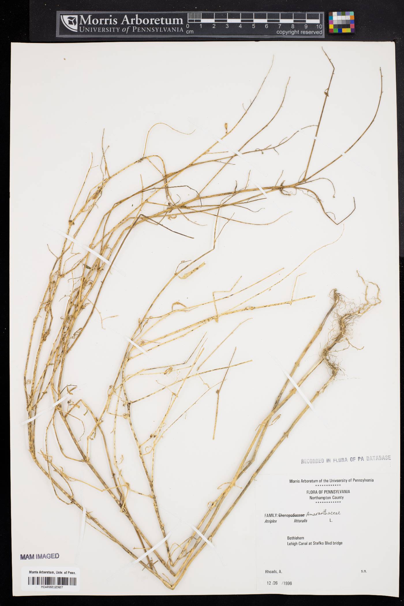 Atriplex littoralis image