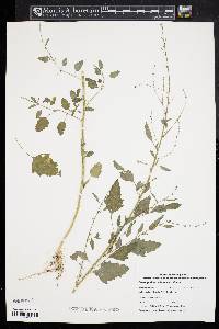 Chenopodium album var. album image