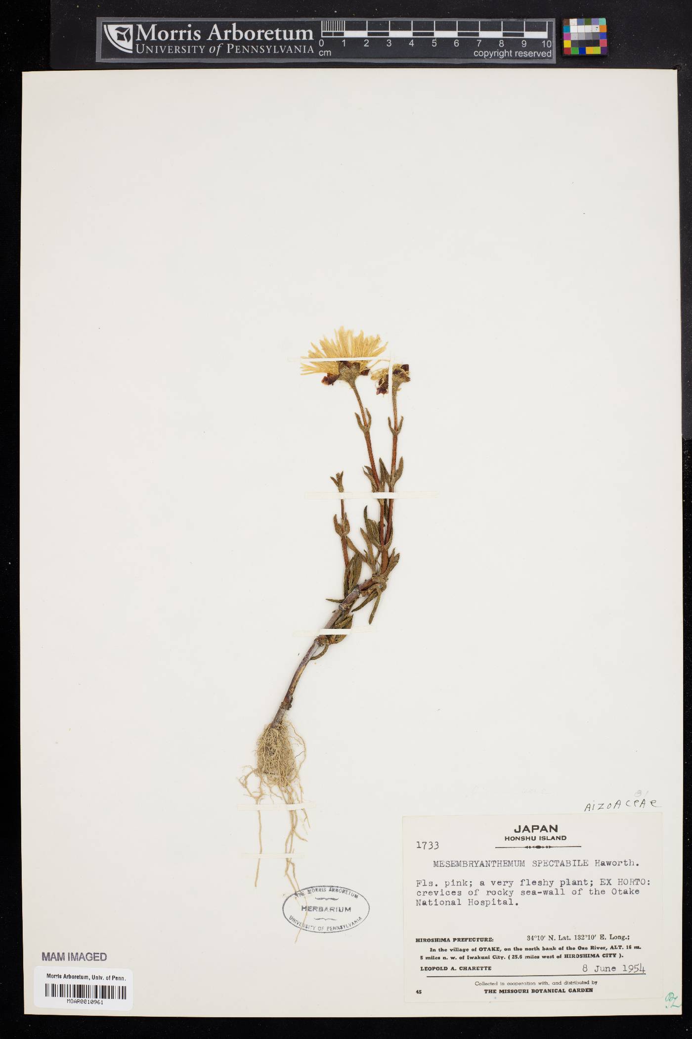 Lampranthus spectabilis image