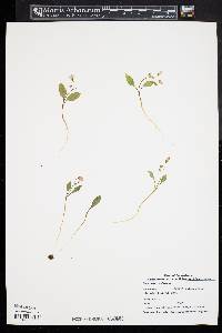 Claytonia caroliniana image