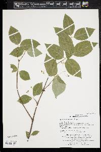 Euonymus oxyphyllus image