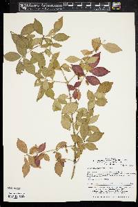 Euonymus verrucosus image