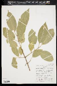 Euonymus sieboldianus image