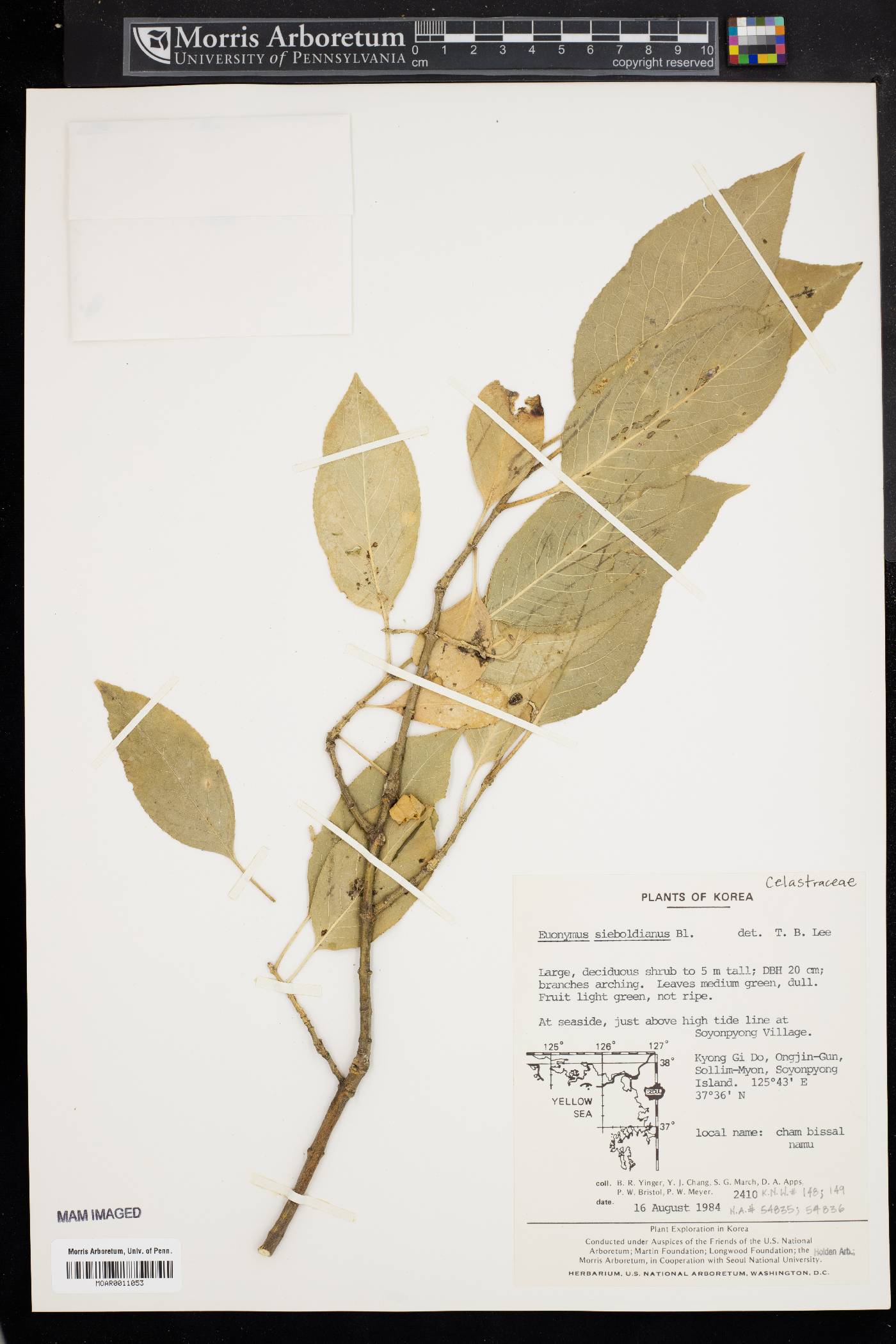 Euonymus sieboldianus image