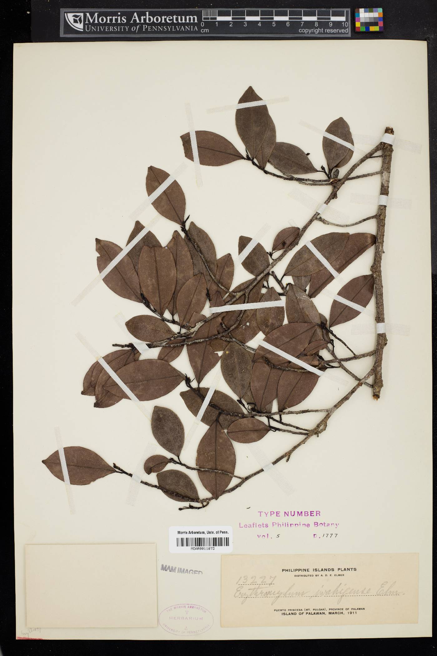 Erythroxylum iwahigense image