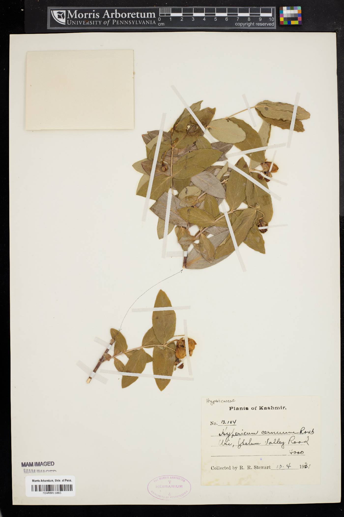 Hypericum oblongifolium image