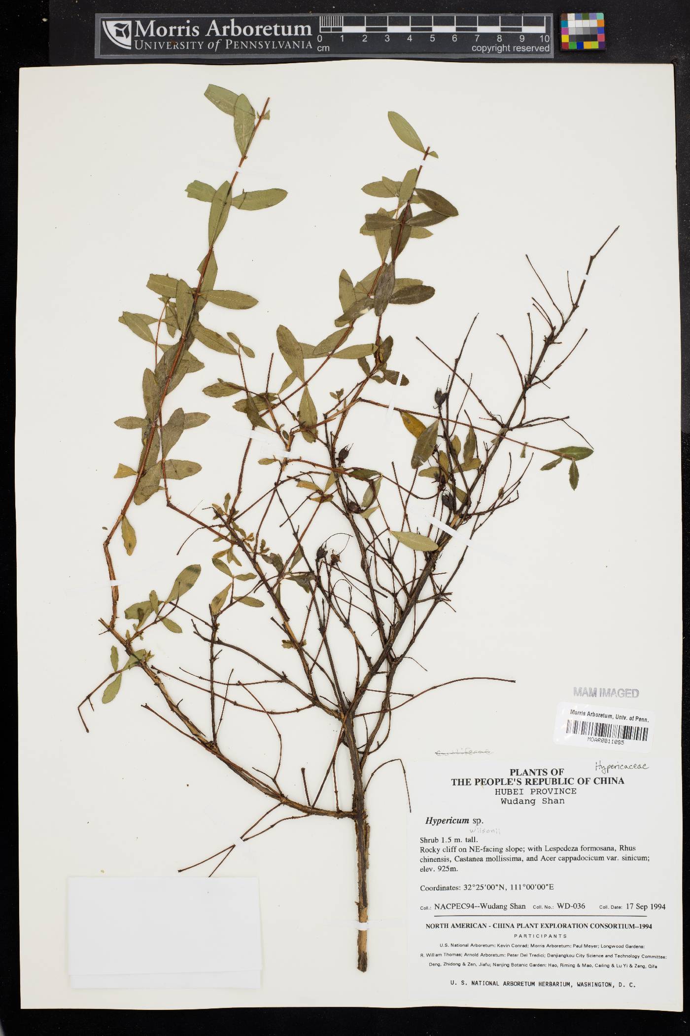 Hypericum wilsonii image