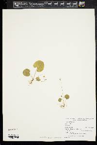 Viola blanda image