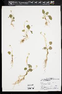 Viola macloskeyi subsp. pallens image