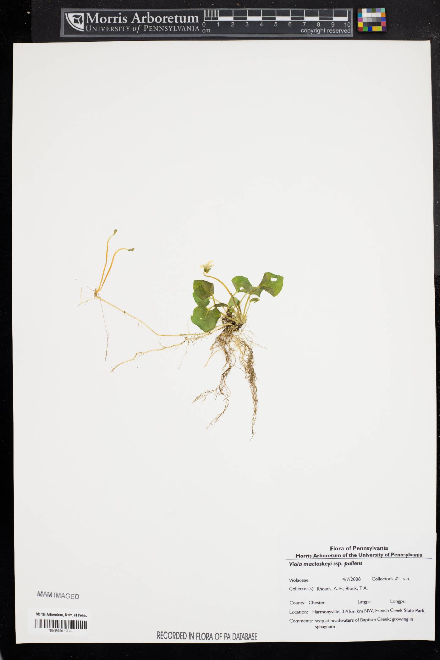 Viola macloskeyi image