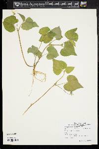 Viola pubescens var. scabriuscula image