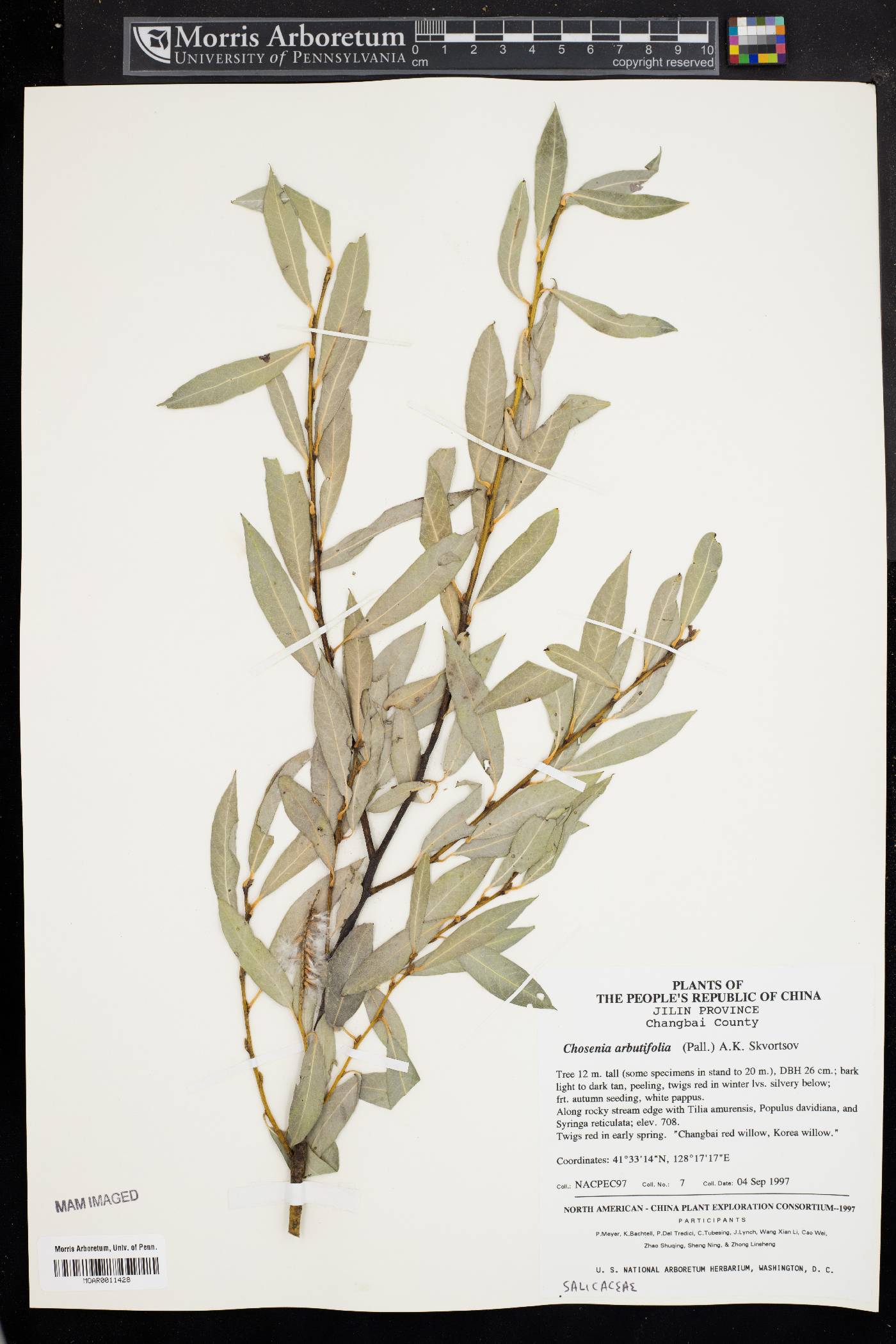 Salix arbutifolia image