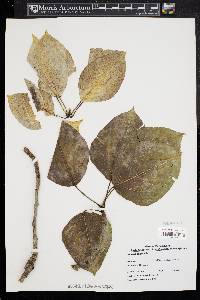 Populus balsamifera image