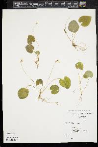 Viola blanda image