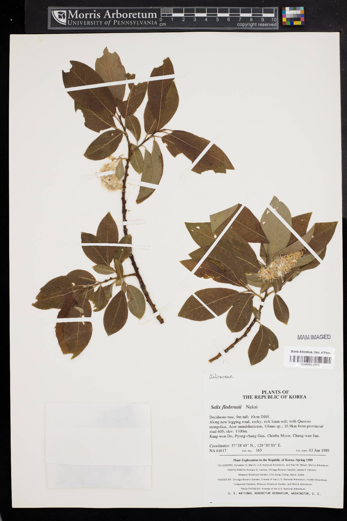 Salix floderusii image
