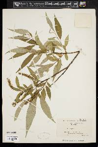 Salix × fragilis image