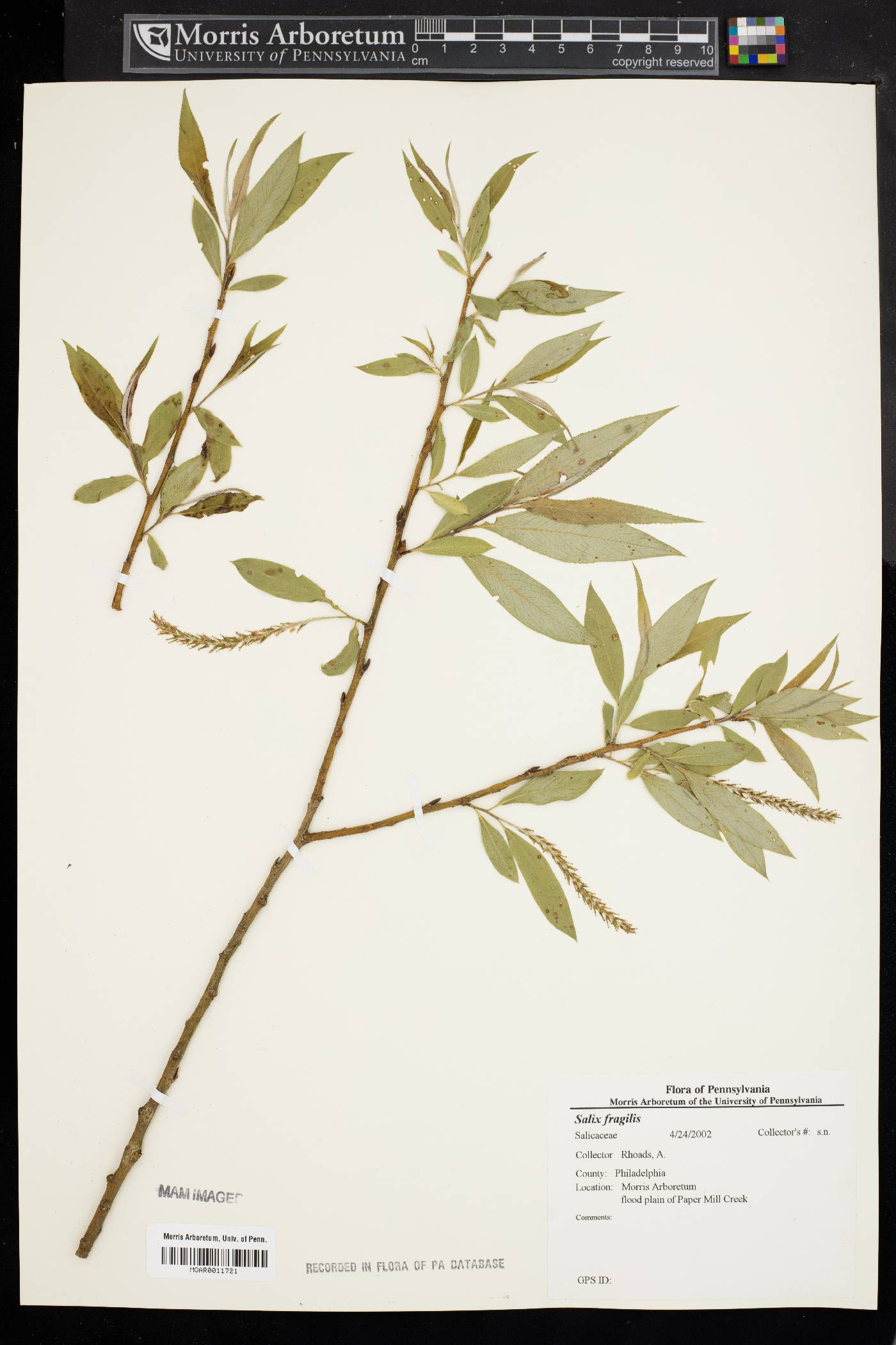 Salix × fragilis image