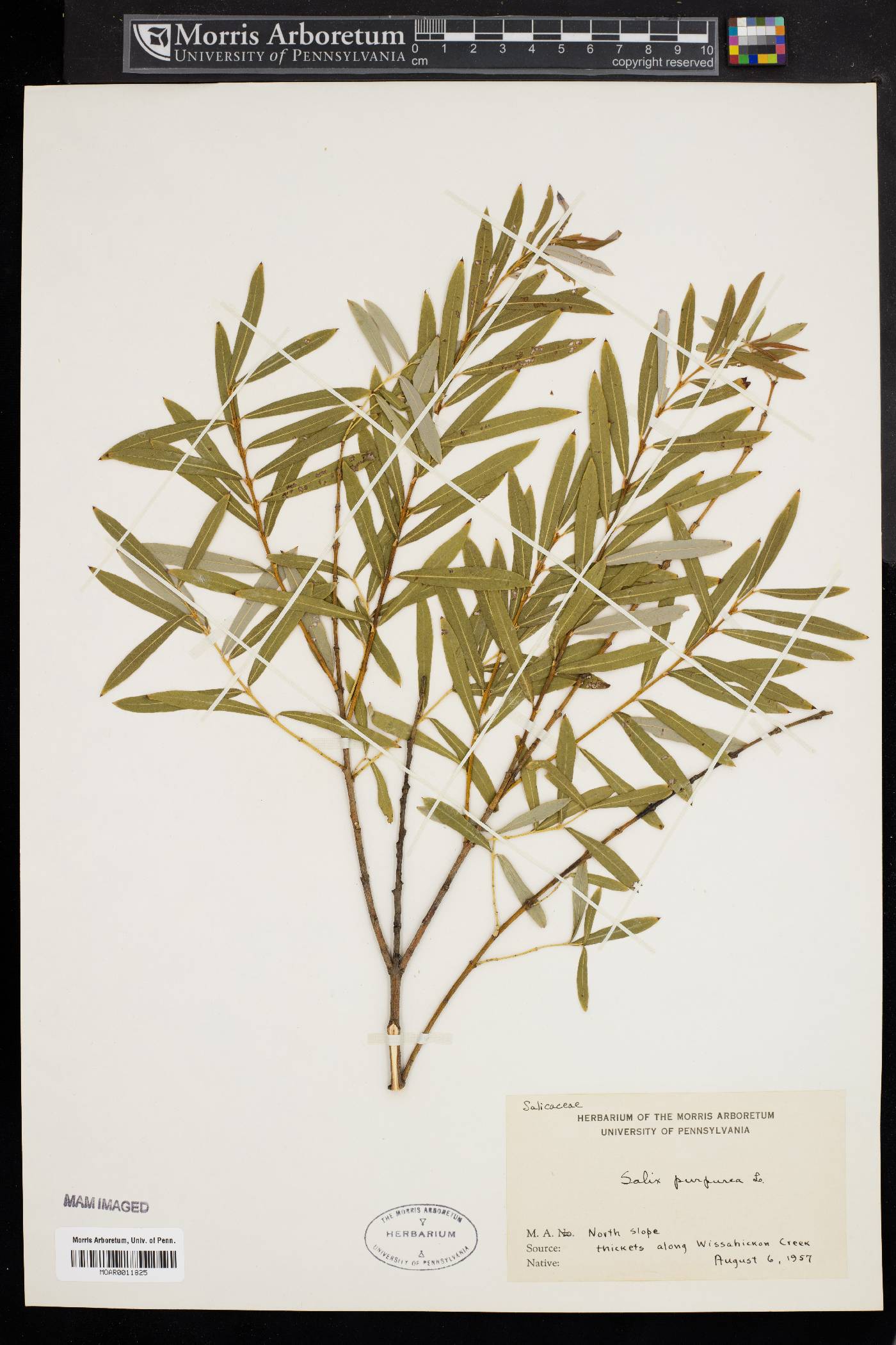Salix purpurea image