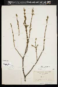 Salix purpurea image