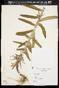 Euphorbia lathyris image