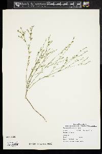 Linum medium var. texanum image