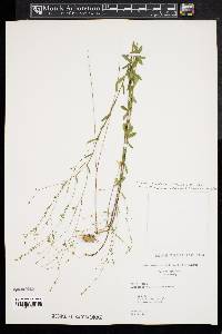 Linum medium var. texanum image