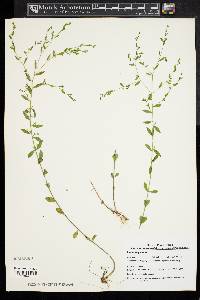 Linum virginianum image