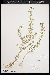 Lythrum hyssopifolia image