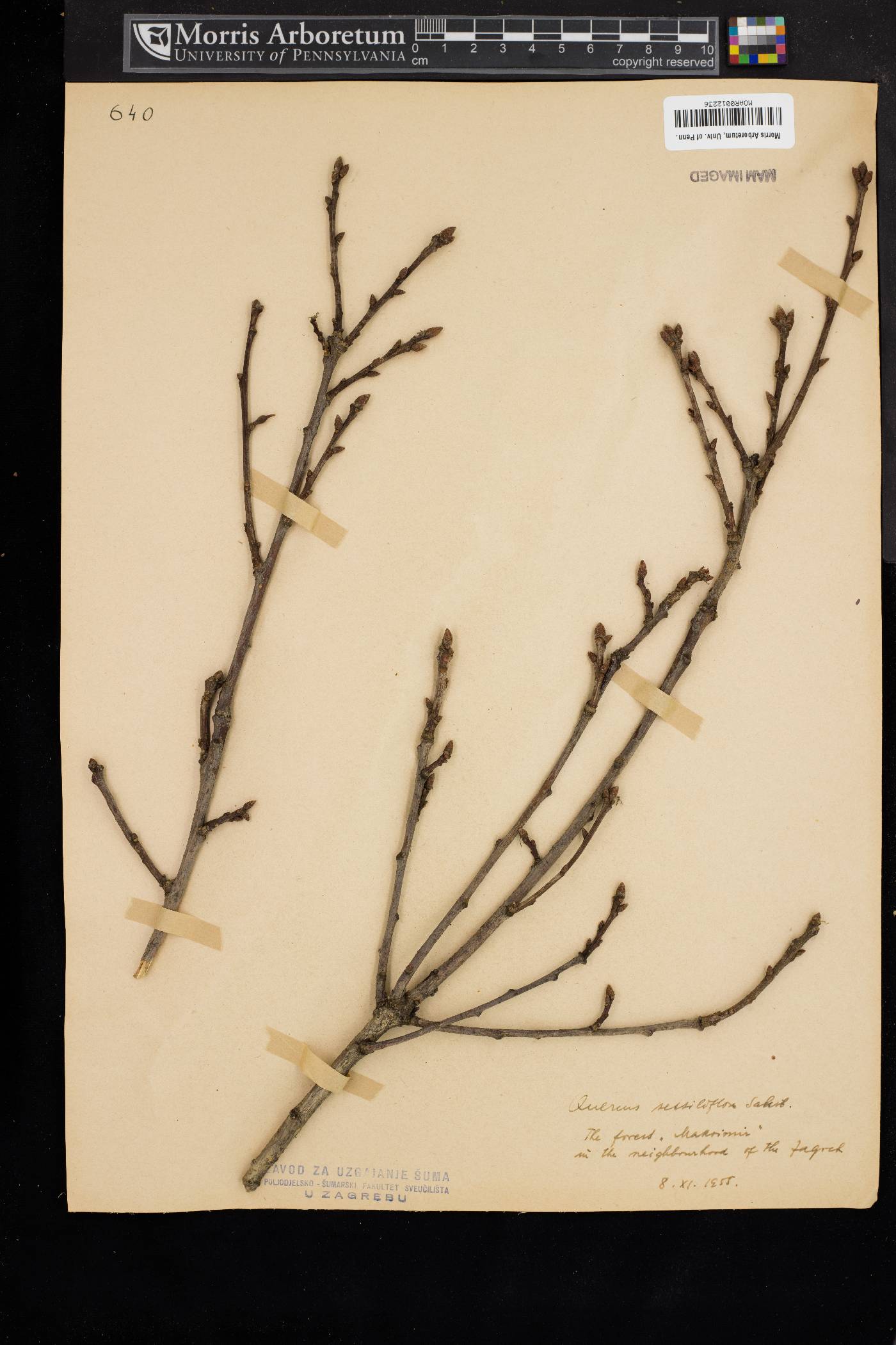 Quercus sessiliflora image