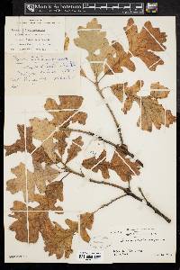 Quercus margaretta image