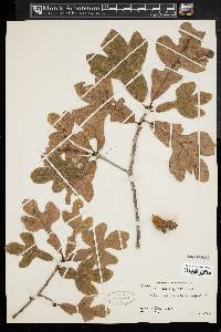 Quercus margaretta image