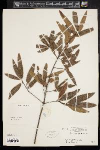 Quercus phellos image