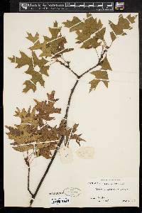 Quercus palustris image