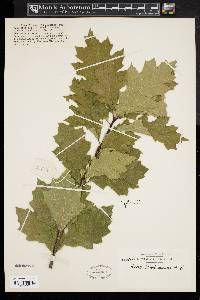 Quercus borealis image